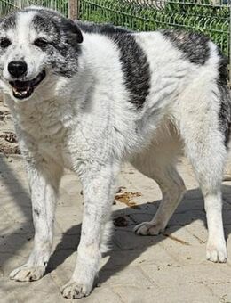 Alibi - GNADENBROTPLATZ gesucht - Weilheim (Oberbayern)