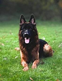 Rex - ist unsicher - Löwenberger Land