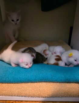 Main Coon-Mix Kitten (geimpft und entwurmt) - Lichtentanne