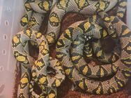 1.2 Zuchtgruppe Mandarinnatter - Euprepiophis mandarinus - Berlin Treptow-Köpenick