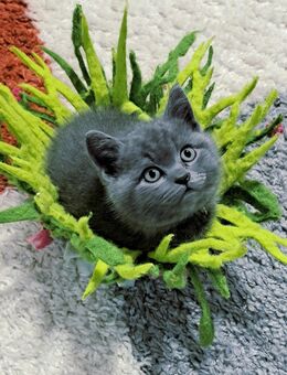 Bkh kitten reinrassige kurzhaar. - Osnabrück