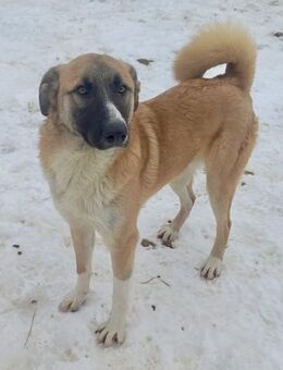 Kolin, ein stattlicher, großer Rüde - Weilheim (Oberbayern)