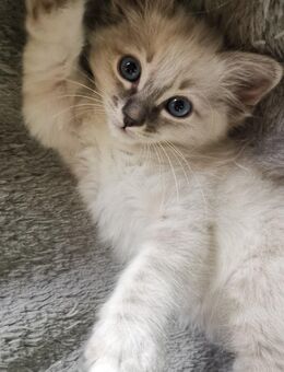 Siam-heilige Birma Kitten - Nastätten