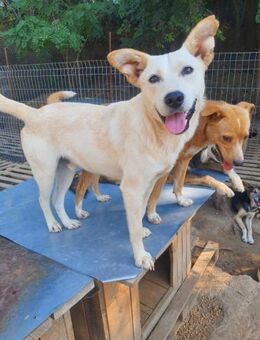 🐕Süßer Junghund Janosch🐕 - Eislingen (Fils)