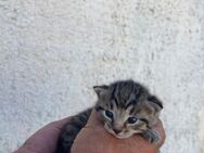 Süßes getigertes Katzenbaby - Hohenmölsen