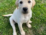 Labrador Welpen gelb abgabebereit - Saarburg