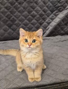 BKH Kitten Reinrassig mit Stammbaum - Wiesbaden Erbenheim