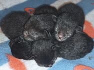 Kitten zu verkaufen - Berlin Treptow-Köpenick
