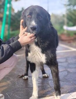 ZAMPA 💛💛💛 unbeschwert und verspielt - Herxheim (Landau)