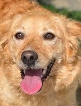 LOLA 2 sucht Familie - Gefrees