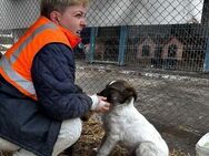 Süßer Benji❤ sucht seine Familie - Seggebruch