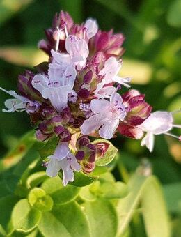 Dost wilder Oregano Gewürz Samen heimischer echt Wasser gewöhnlich Kräuter Pizzagewürz zart rosa Blüten duftende Pflanze Saatgut Schmetterlingsmagnet Blumensamen Pflanzensamen heimisches Saatgut wildflower Geschenk flower present Vatertag Geschenk Idee - Pfedelbach