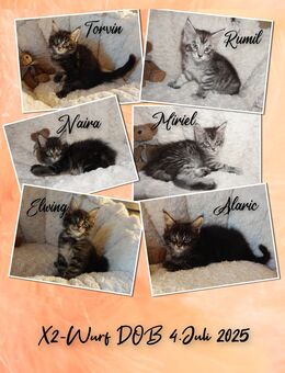 Maine Coon Kitten suchen neuen Wirkungskreis - Kaiserslautern
