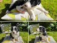 Border Collie Welpen