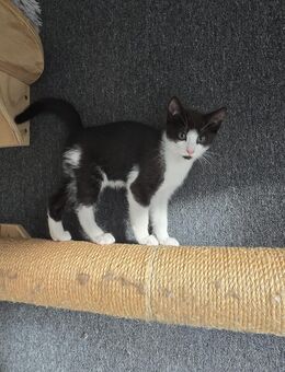 Kleiner Kater Kitte geb am 01.09.2025 Abgabe ab 01.12.2025 - Neuhaus (Oste)