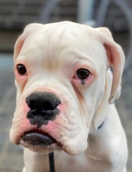 🏡 NOTFALL – BESONDERER HUND SUCHT DRINGEND EIN ZUHAUSE 🐾 - Leverkusen