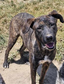 💔 Paloma sie wartet und wartet 💔 - Mannheim