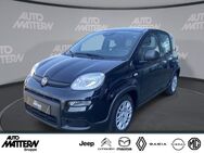 Fiat Panda, Pandina Cross, Jahr 2022 - Bielefeld