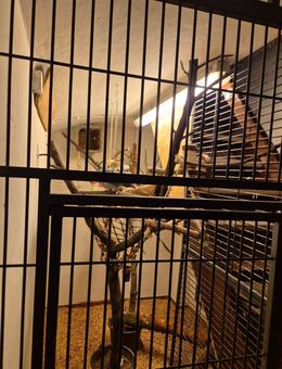 Suche Papageien - Oberhausen