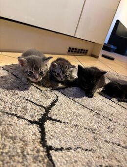 Wunderschöne Katzenbabys ab 6. August abzugeben - Limburg (Lahn)