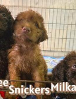 Wasserhündin Milka-startklar fürs Leben! - Oberhausen