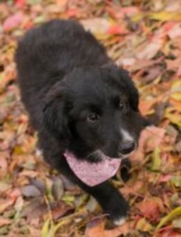 255497 - ankommen und Freude bringen - Overath