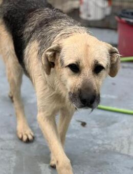 🐾 Lieber Rüde Galby sucht dich! 🐾 - Eislingen (Fils)