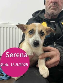 Welpe Serena ist bereit für ihre Familie - Beltheim