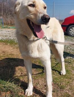 Kolia braucht eine Chance! - Mettmann