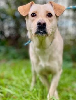 HÄNSEL💚💚💚Wer gibt ihm ein Zuhause? - Herxheim (Landau)