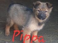 PIPPA - sucht ihre Kuschelmenschen - Waakirchen