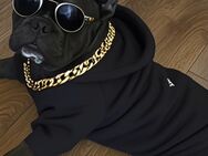 Französische Bulldogge Welpen - Riedstadt