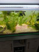 3 Axolotl inklusive Aquarium in 06198