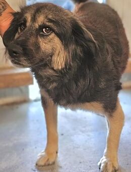 TULCEA - freundlich und sanft - Weilheim (Oberbayern)