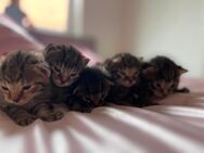 5 Katzen Babys - Kalletal