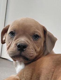 Wunderschöne New English Bulldog Welpen - Quierschied