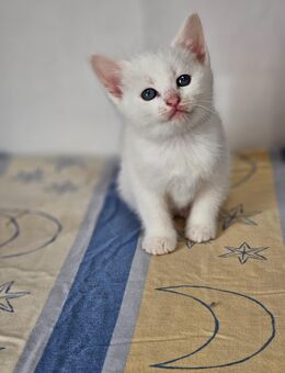 5 Wunderschöne Maine Coon Mix Kitten - Düren