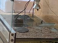 Süße Wasserschildkröte, 3 große Algenfresser und Aquarium samt Zubehör - Oberstenfeld