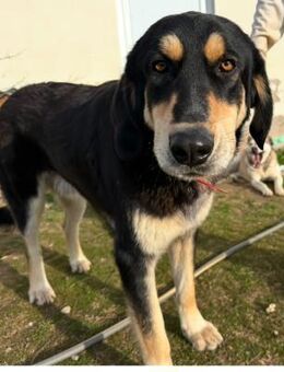 Rasvan Ein sanfter Riese - Eixen