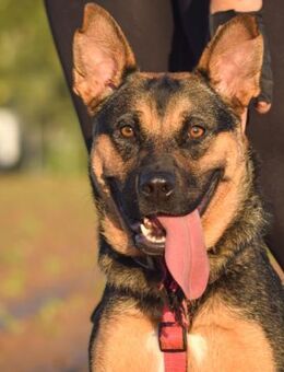 Petalo sucht ihr Zuhause für immer - Laatzen