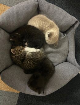 🐾 Liebevoll aufgewachsene Katzenbabys suchen ein Zuhause fürs Leben - Mannheim