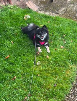 Kleine Dame - Himmelpforten