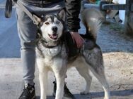 Medox - menschenbezogener Husky - Marktleugast