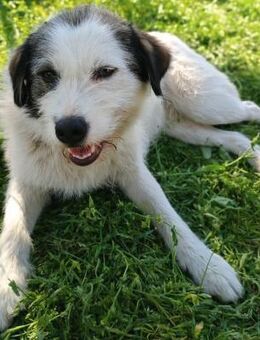 PEPPA - 38 cm, sozial, offen, freundlich - Weilheim (Oberbayern)