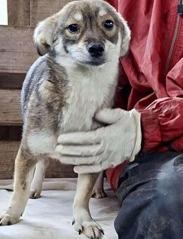 Skadi sucht sichere Kinderstube - Koblenz