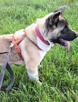 Kinderliebe Akita Hündin - Nordhausen