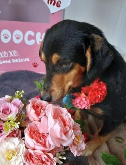 💛 Sanfte Blair sucht liebe Menschen 💛 - Eislingen (Fils)