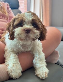 Shih Tzu zu verkaufen - Reinfeld (Holstein)
