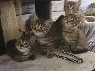 3 Kitten / Baby Katzen abzugeben - Hamburg