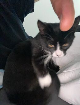 Babykatze - Düsseldorf